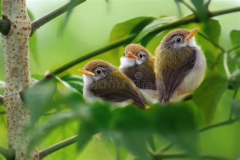 Three Of Cute Birds Royalty Free Stock Image Image 26621486