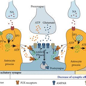 Of The Postsynaptic P2X Mediated Modulation Of Synaptic Strength And