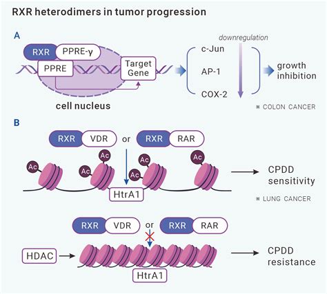 Rxr Signaling Targeted Cancer Therapy