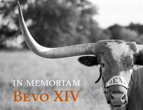 University Of Texas Mascot Bevo Xiv Dies Breaking911