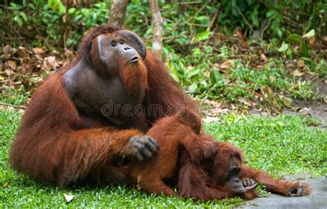 Orangutan Sitting On The Grass Indonesia The Island Of Kalimantan