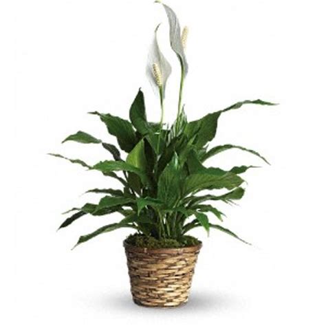 Small Peace Lily Frankfort Florist Benjamins Flowers And Ts