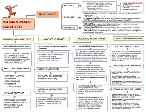 Sistema Muscular Esqueletico Dany Leticia Udocz