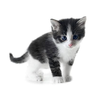 Kitten Pictures Images And Stock Photos Istock