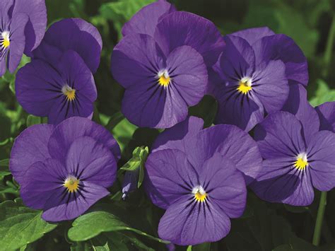 Viola Penny Deep Blue Muller Seeds