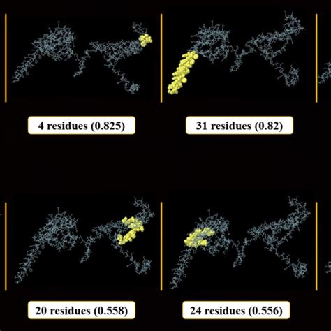 Conformation B Cell Epitopes Present In The Final Vaccine Model