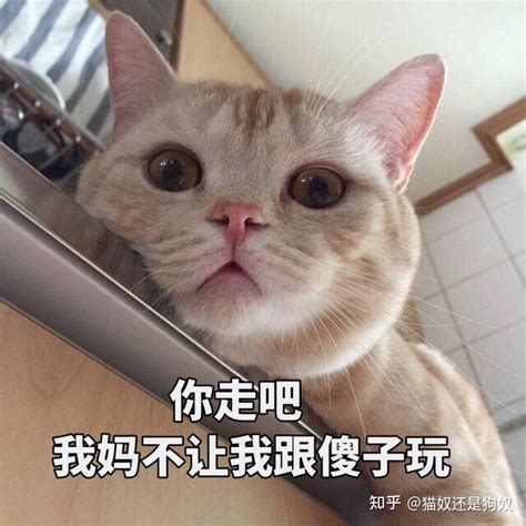 买猫一时爽养猫火葬场的几种猫劝你别盲目入手 知乎