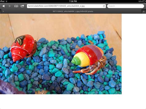 Can You Paint Hermit Crab Shells The Complete Guide