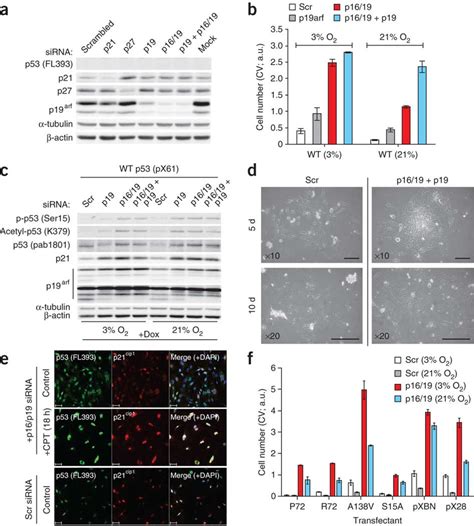 Transient Silencing Of Ink4aarf Potentiates Cell Growth And Colony