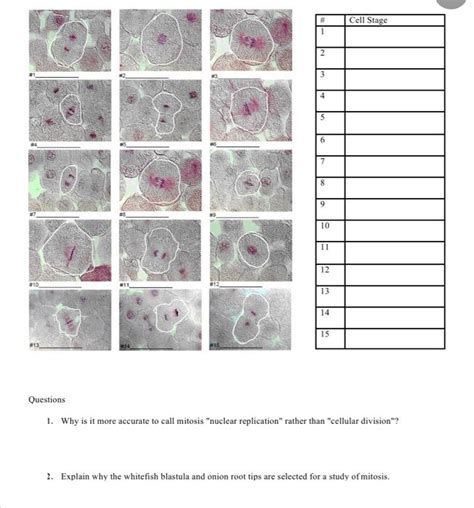 Solved Mitosis In Whitefish Blastula Below You Will See