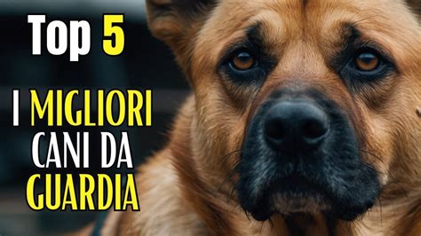 Top I Migliori Cani Da Guardia Le Razze Migliori Per La Tua