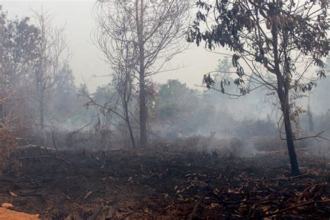 Fires Smoldering From A Peat Forest In West Kalimantan Image By