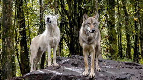 Gray Wolf Survival Secrets Wolf Adaptations In Harsh Environment