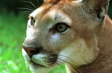 Cougar Struck Killed On Interstate In Minneapolis Allsides