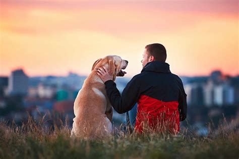 Enjoying sun. Man is caressing yellow labrador retriever. Young man sitting on the hill with his ...