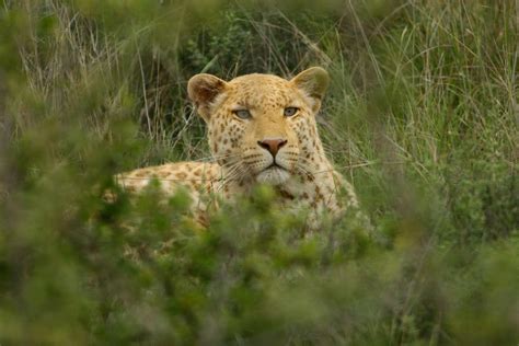 Strawberry Leopard From Madikwe Game Reserve Rare Cats Wild Cats