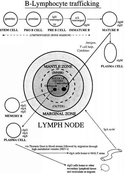 Lymph Node Mantle Zone Cancer Metastasis Doctor Steve Abel