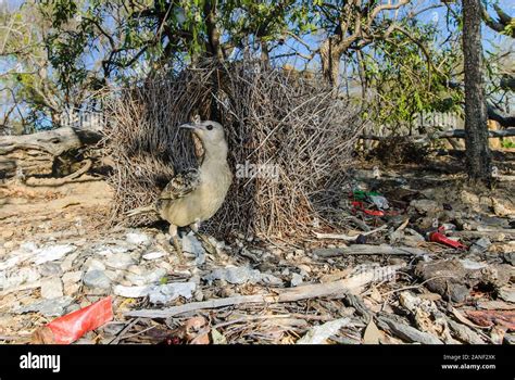 Bowerbird nest hi-res stock photography and images - Alamy