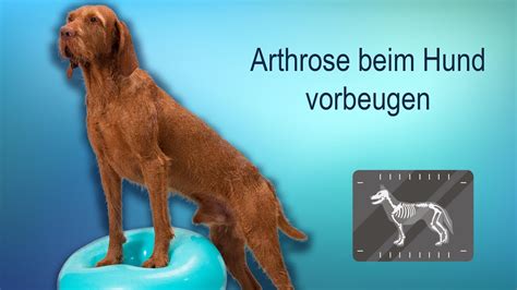 Wie Kann Man Arthrose Beim Hund Vorbeugen Youtube