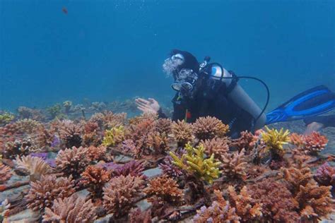 PLTU Jeranjang Rehabilitasi Terumbu Karang Laut Pandanan Pakai Limbah