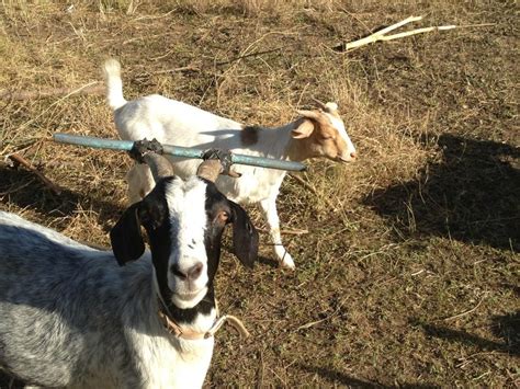 My Friend Had To Duct Tape A Bar To Her Goats Head So It Wont Continue To Get Its Horns Stuck