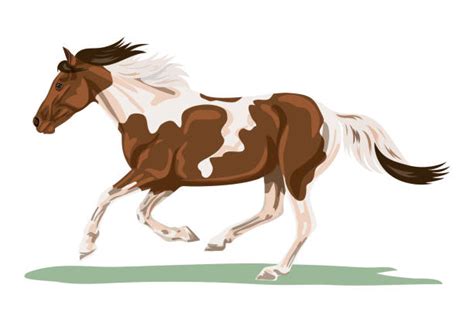 Pinto Horse Illustrations Royalty Free Vector Graphics And Clip Art Istock