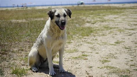 Belçika dan geldiler tatilleri zehir oldu Sahipsiz köpeğin saldırdığı