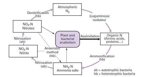 Schematic Representation Of Nitrogen Cycle Nitrogen Cycle Di