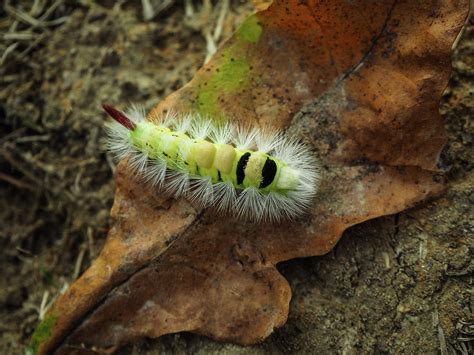 Pale Tussock Moth Caterpillar Photograph By Angie C