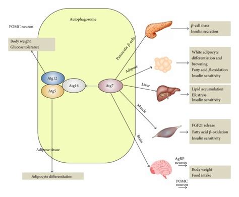 A Endoplasmic Reticulum Er Stress Response And Unfolded Protein