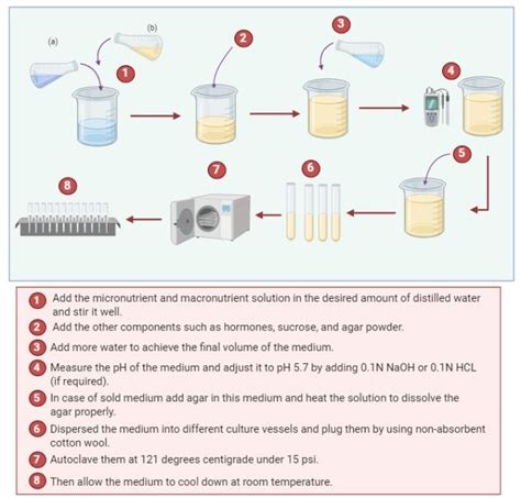 Plant Tissue Culture Definition Techniques Media Composition Types