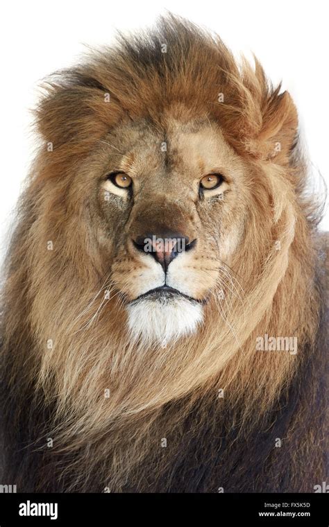 Male Lion Pictures