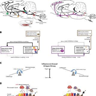 PDF State Dependent And Reflex Drives To The Upper Airway Basic