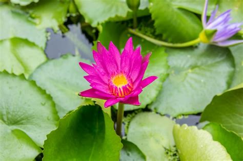 Premium Photo Purple Lotus Or Purple Water Lily In Pond