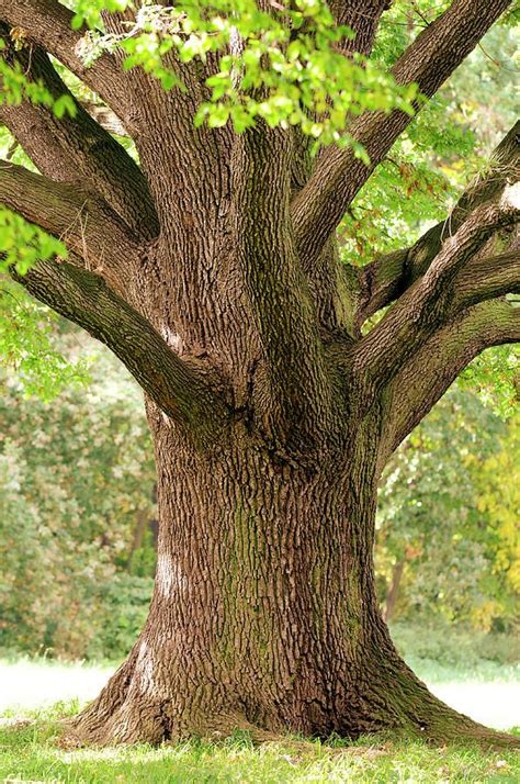 Old Oak Tree Trunk Close Up By Sieboldianus