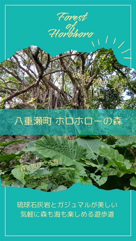 【自然観察記】那覇から30分の森と海 ホロホローの森 アラフォーシングル男の自由気ままな沖縄ライフ