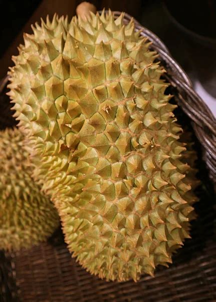 Durian Dragon Stock Photos Royalty Free Durian Dragon Images