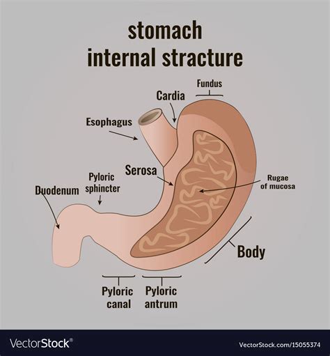 Structure Of Stomach Diagram Stomach Model