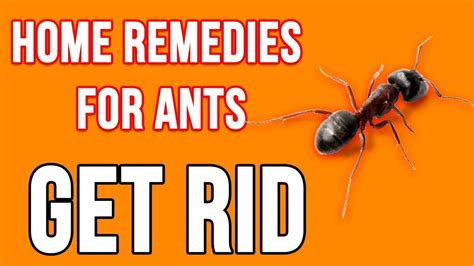 Top 6 Home Remedies For Ants How To Get Rid Of Ants Fast Naturally Youtube