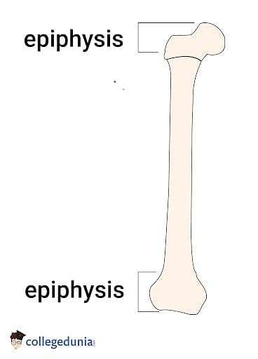 Epiphysis Definition Types Function Lesson Study Com