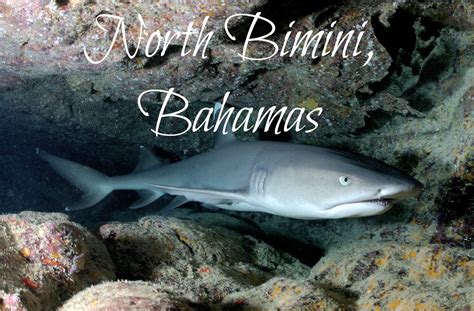 Swimming With Sharks In Bimini Betsis World