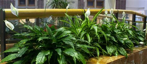 Corporate Interior Landscaping Services Engledow Group Commercial