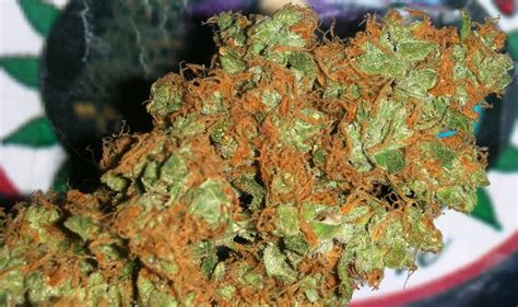 Cheese Marijuana Strain — Steemit