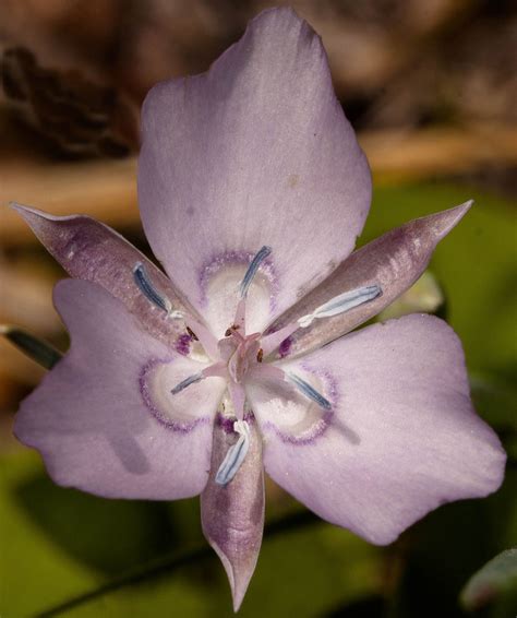 Naked Star Tulip2 Sm Calochortus Nudus Butterfly Valley Flickr