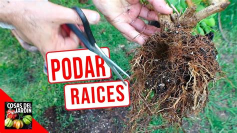 PODA DE RAICES PASO A PASO INCREIBLES RESULTADOS PLANTAS EN MACETA