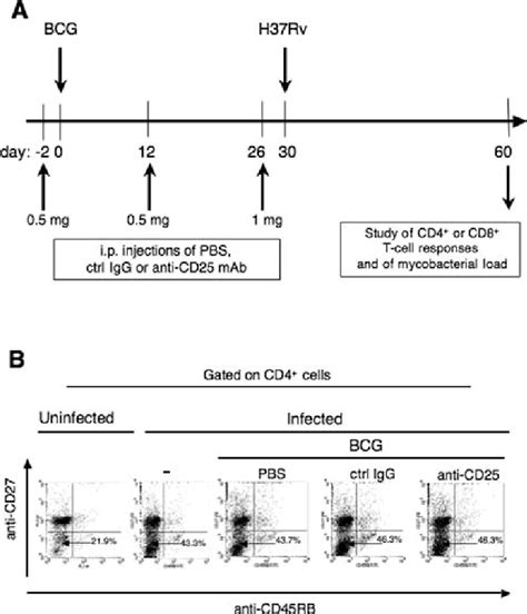 Effect Of Anti Cd25 Mab Treatment On Cd4 T Cells Of Bcg Immunized M Download Scientific