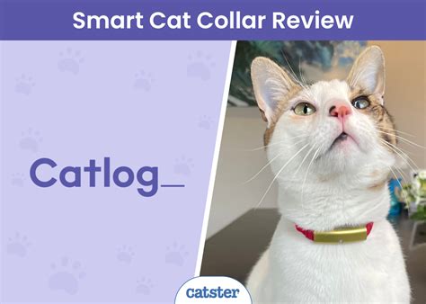 Catlog Smart Cat Collar Review 2025 A Detailed Look Catster