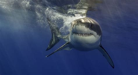 Requin quelles sont les espèces les plus dangereuses pour l Homme