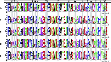 Graphical Representation Of The Sequence Conservation Of Amino Acids