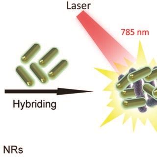 Schematic Of The Serrs Measurements For Bacteria Detection Based On